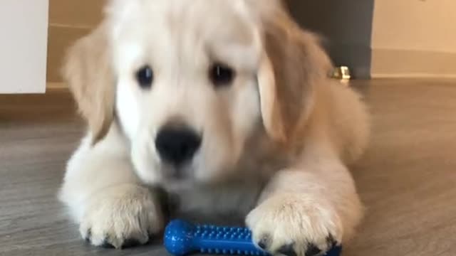 Would you be my bestie? 🫶🏻🥺 #puppiesoftiktok #goldenretriever #cutedogsoftiktok