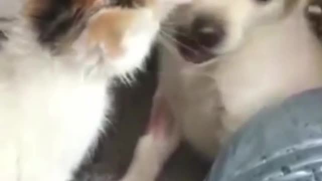 Puppy and cat love comedy videos