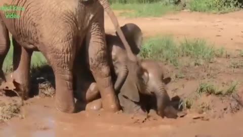 Most funny baby elephant video compilation