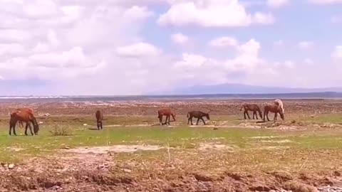 Joy horse wandering in the beautiful prairie, wind of freedom