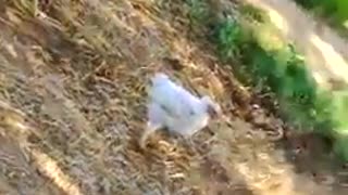 puppy and chicken Playing and making angry