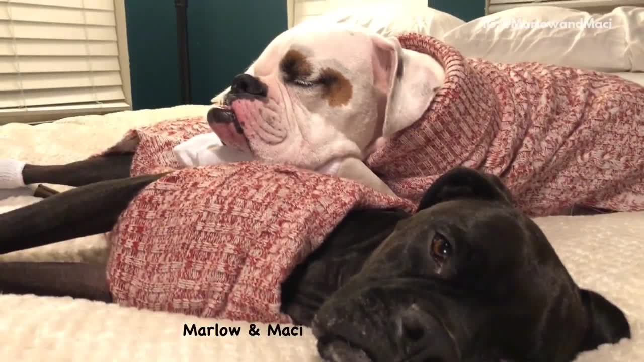 Marlow and maci two dogs sleeping on bed in red sweaters