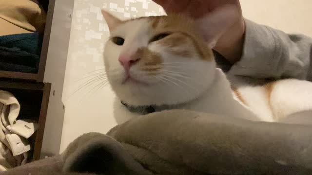 [cat ASMR]cat sound. cat is purring on the bed. cat grooming.