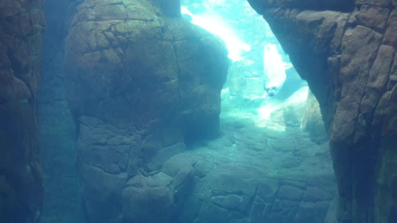 Sea level creatures and swimming