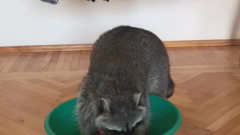 Laundry Day for This Raccoon