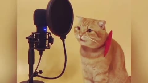 Singer Cat