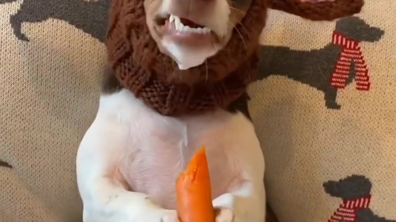 Funny Dog Eating Carrot