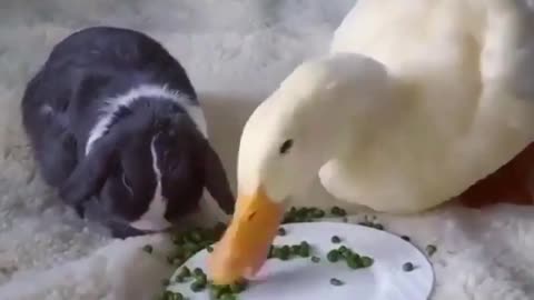 Bunny eating with a greedy duck 😂 what are your thoughts on this ?