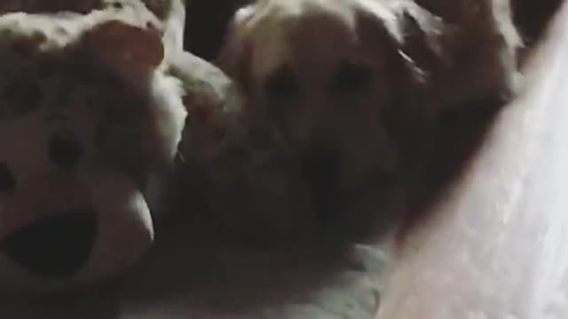 Big brown dog with teddy bear next to him on floor