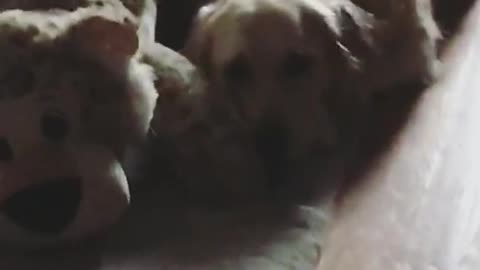 Big brown dog with teddy bear next to him on floor