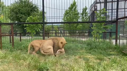 Incredible!!! He protects the young lion from others