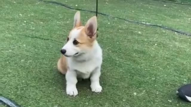 Dogs eat hot meat, love and fear
