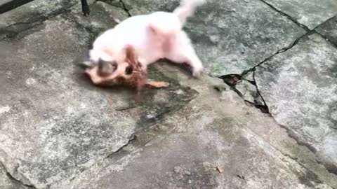 Dog playing alone in cafe