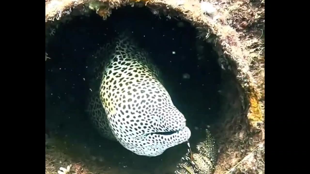 Huge Moray Eel