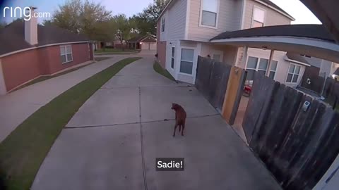 Owner tells the dog to go back inside