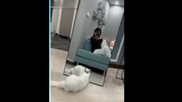 😱 OMG 🐈 cat reaction reflexes on the mirror