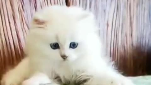 Beautiful Cats and Lovely...Lovely..
