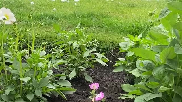 Humorous doggy tries to catch the flies