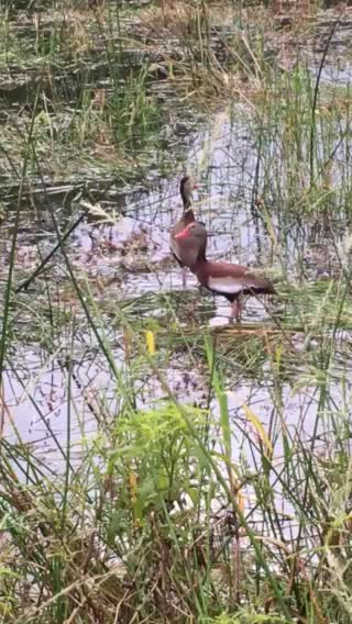 Florida whistling ducks with baby