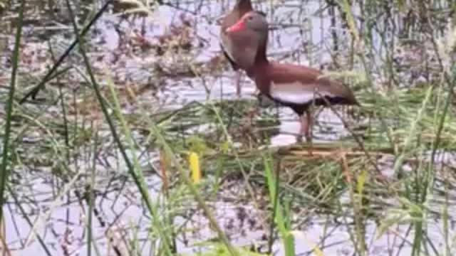 Florida whistling ducks with baby