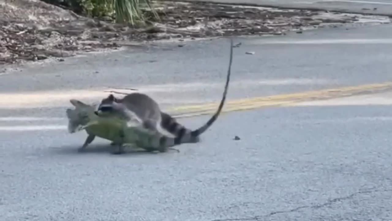 Iguana defends himself from a Raccoon in the streets of South Florida