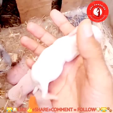 🐾🐯🐶"Heartwarming Newborn Pink Kitten and Puppy"🐶🐯🐾