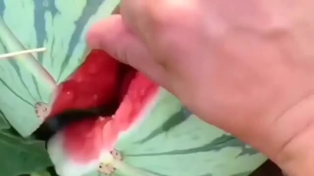 Watermelon 🍉 do you like it 😋