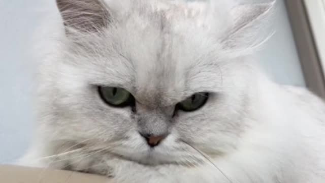 They purr all the time