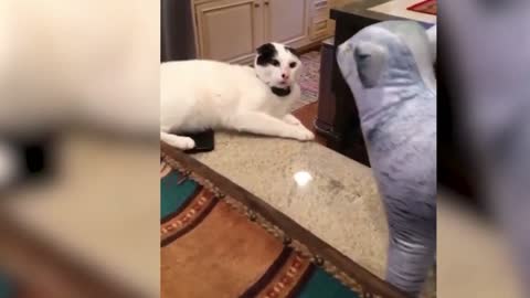 Cat Scared by Stuffed Toy