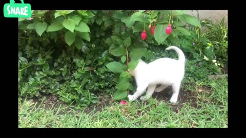 Kitten Playing With a Flowering Plant#cat