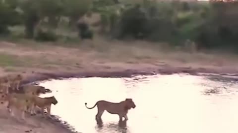 Buffalo Fights with Lions