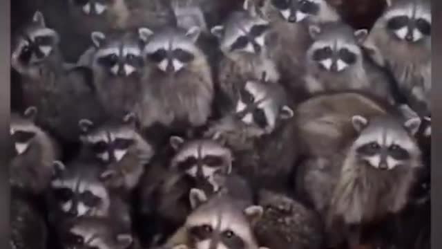 FUNNY ANIMAL VIDEO -TRY NOT TO LAUGH