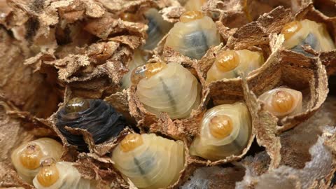 Hornets Larvae Brood Mortality The Autumn Brood