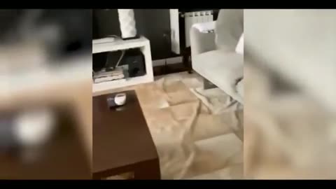 Funny cat vs Gun