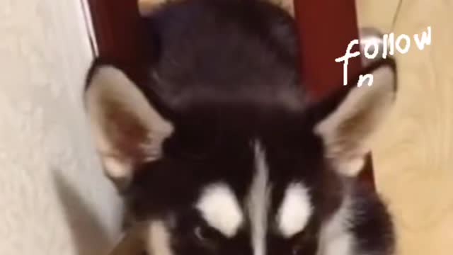 funny dog volume up and down !!