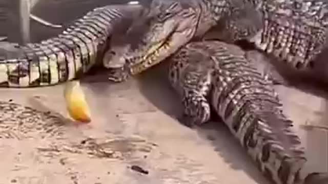 @funny crocodile feeding