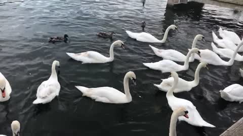 Patos se refrescando no lago