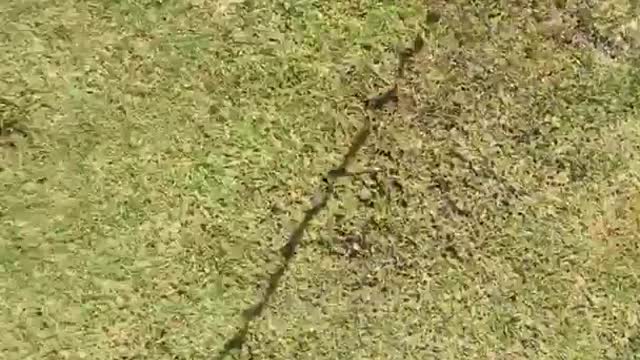 Dog tries to bite water from hose