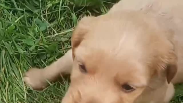 Funny playing puppy