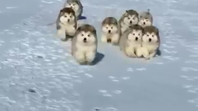 Alaskan_Malamute_puppies_first_time_playing_and_running_in_the_snow_|_#shorts_#malamute_#puppy