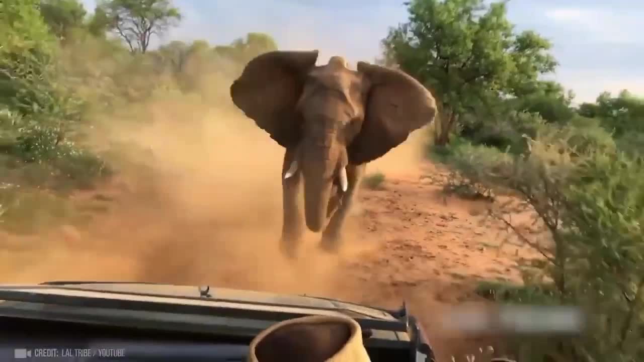 elephant attack