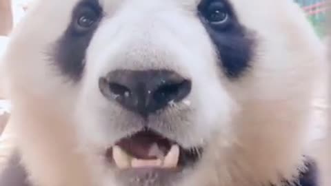 Pandas eating bamboo