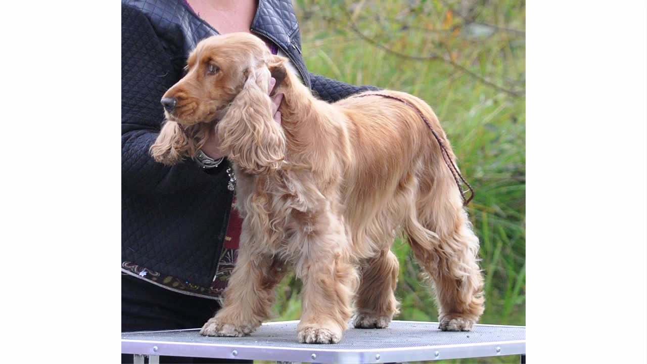 Como treinar seu cão da raça cocker spaniel