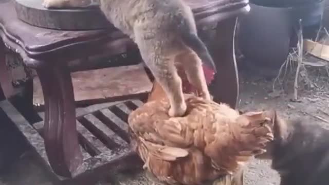 Help to go up with animals