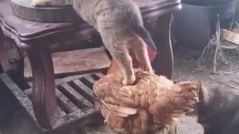 Help to go up with animals