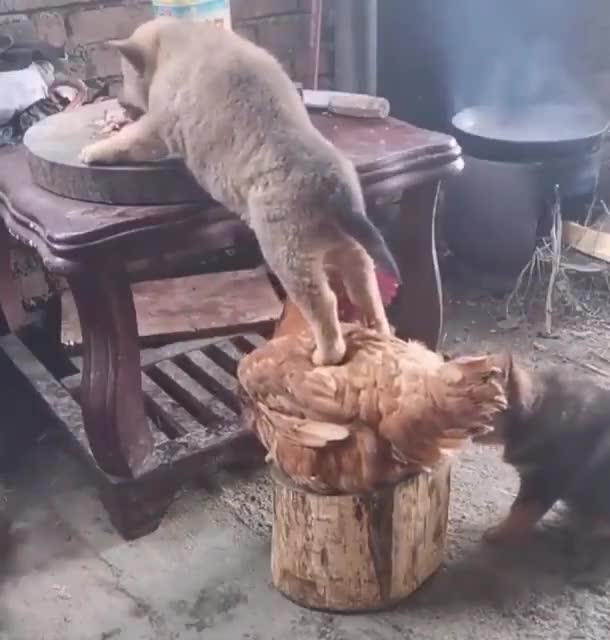 Help to go up with animals