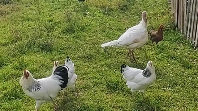 video-of-chickens-in-the-backyard