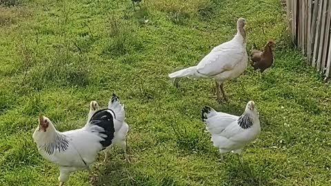 video-of-chickens-in-the-backyard