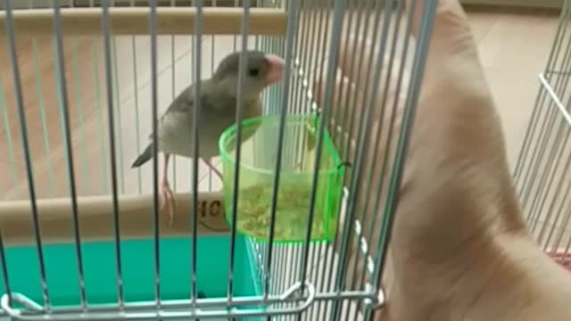 手乗り文鳥になってね