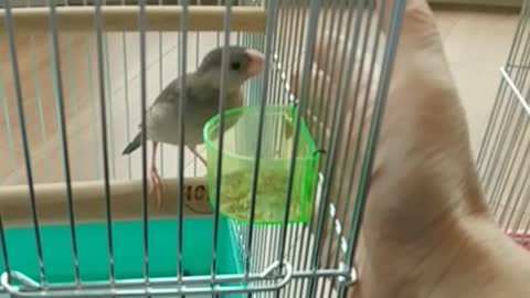 手乗り文鳥になってね